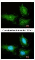 14-3-3 gamma Polyclonal Antibody