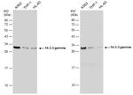 14-3-3 gamma Antibody in Western Blot (WB)