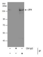 ZFX Antibody in Immunoprecipitation (IP)