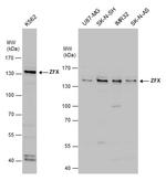ZFX Antibody in Western Blot (WB)
