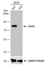 Zyxin Antibody in Western Blot (WB)