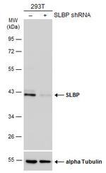 SLBP Antibody in Western Blot (WB)