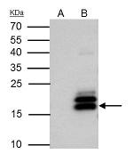 MAFK Antibody in Immunoprecipitation (IP)