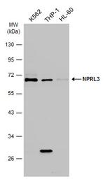 NPRL3 Polyclonal Antibody
