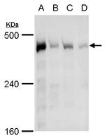 TRRAP Polyclonal Antibody