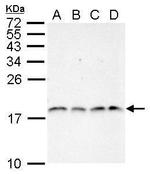 H3R2me2a Polyclonal Antibody