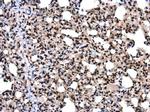 SMARCA5 Antibody in Immunohistochemistry (Paraffin) (IHC (P))