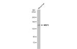 MRP3 Antibody in Western Blot (WB)
