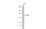 MRP3 Antibody in Western Blot (WB)