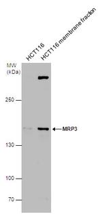 MRP3 Polyclonal Antibody