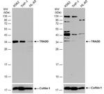 TRADD Antibody in Western Blot (WB)