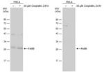 FADD Antibody in Western Blot (WB)