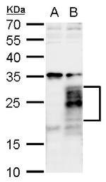 FGF18 Polyclonal Antibody
