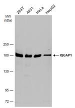 IQGAP1 Polyclonal Antibody
