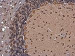 p35 Antibody in Immunohistochemistry (Paraffin) (IHC (P))