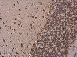 p35 Antibody in Immunohistochemistry (Paraffin) (IHC (P))