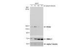 PER2 Antibody in Western Blot (WB)