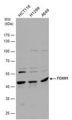 FOXH1 Polyclonal Antibody