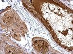 NIK Antibody in Immunohistochemistry (Paraffin) (IHC (P))