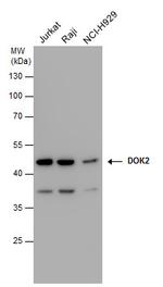 DOK2 Antibody in Western Blot (WB)