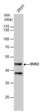 DOK2 Antibody in Western Blot (WB)