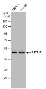 PSTPIP1 Polyclonal Antibody