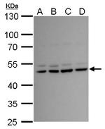 LHX2 Antibody in Western Blot (WB)