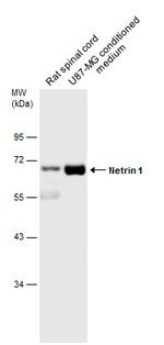 NTN1 Polyclonal Antibody