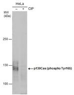 Phospho-p130Cas (Tyr165) Antibody in Western Blot (WB)