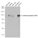 Phospho-p130Cas (Tyr165) Antibody in Western Blot (WB)