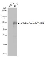 Phospho-p130Cas (Tyr165) Antibody in Western Blot (WB)