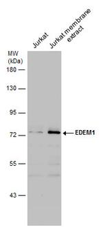 EDEM1 Polyclonal Antibody