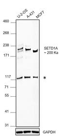 SETD1A Antibody in Western Blot (WB)