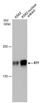 BCLAF1 Antibody in Western Blot (WB)