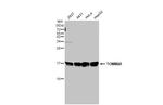 TOMM20 Antibody in Western Blot (WB)