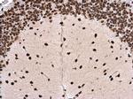 hnRNP DL Antibody in Immunohistochemistry (Paraffin) (IHC (P))