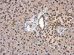 hnRNP DL Antibody in Immunohistochemistry (Paraffin) (IHC (P))
