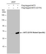 AKT3 (E17K Mutant) Polyclonal Antibody