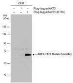 AKT3 (E17K Mutant) Polyclonal Antibody