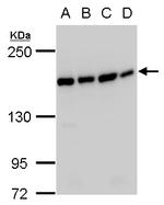 SMC4 Polyclonal Antibody