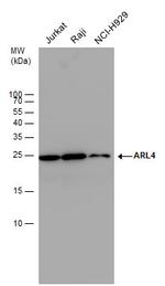 ARL4A Polyclonal Antibody