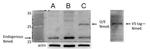 NME6 Polyclonal Antibody