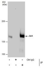 STAG1 Antibody in Immunoprecipitation (IP)