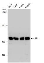 STAG1 Antibody in Western Blot (WB)