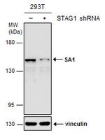 STAG1 Polyclonal Antibody