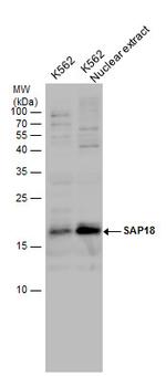 SAP18 Polyclonal Antibody