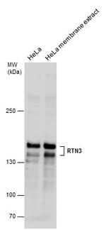 RTN3 Polyclonal Antibody