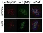 HEC1 Antibody in Immunocytochemistry (ICC/IF)