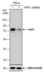 YAP1 Antibody in Western Blot (WB)