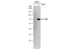 YAP1 Polyclonal Antibody